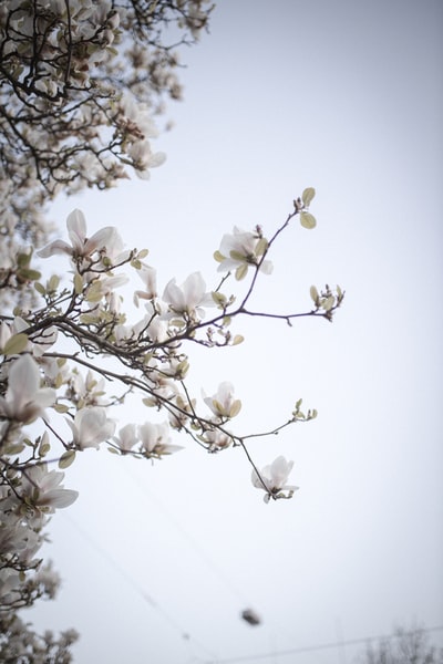 白樱花在白天盛开
